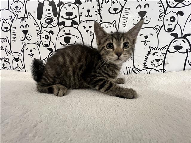 Shelter Stray Male Cat last seen , 957 N Gaffey St, San Pedro, CA 90731, USA