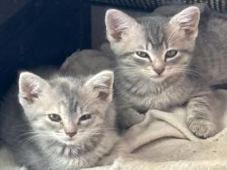 Shelter Stray Female Cat last seen , 957 N Gaffey St, San Pedro, CA 90731, USA