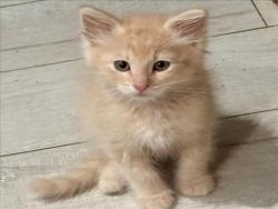 Shelter Stray Male Cat last seen , 957 N Gaffey St, San Pedro, CA 90731, USA