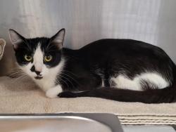 Shelter Stray Female Cat last seen , 957 N Gaffey St, San Pedro, CA 90731, USA