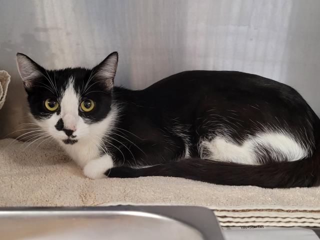 Shelter Stray Female Cat last seen , 957 N Gaffey St, San Pedro, CA 90731, USA