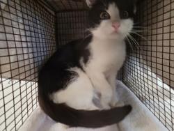Shelter Stray Female Cat last seen , 957 N Gaffey St, San Pedro, CA 90731, USA