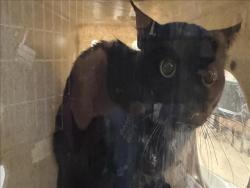 Shelter Stray Male Cat last seen , 957 N Gaffey St, San Pedro, CA 90731, USA