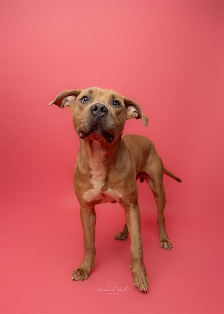 Shelter Stray Male Dog last seen CHARLOTTE, 8315 Byrum Dr, Charlotte, NC 28217, USA