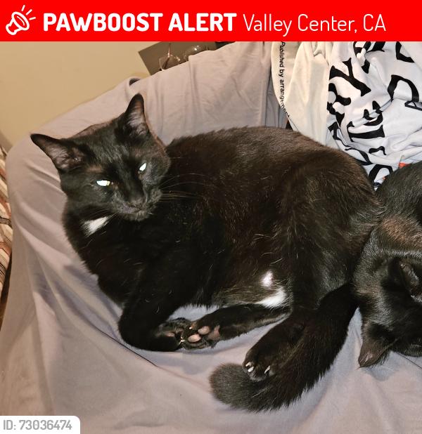 Lost Male Cat last seen Near Lonesome Oak Way Valley Center, CA 92082, Valley Center, CA 92082