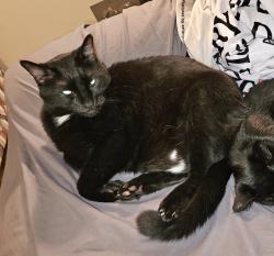 Lost Male Cat last seen Near Lonesome Oak Way Valley Center, CA 92082, Valley Center, CA 92082