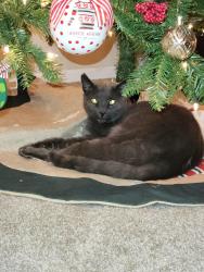Lost Male Cat last seen Near Massengill Pond Rd, Angier, Angier, NC 27501