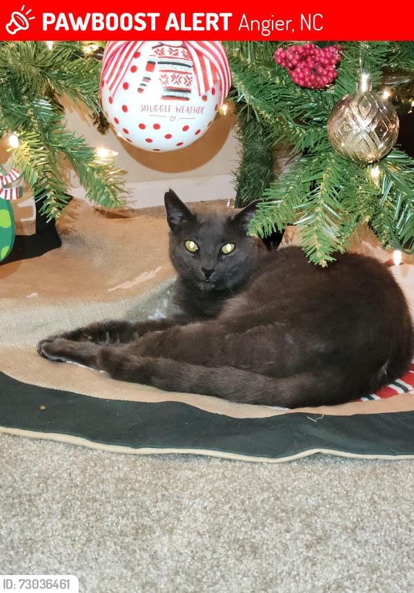 Lost Male Cat last seen Near Massengill Pond Rd, Angier, Angier, NC 27501