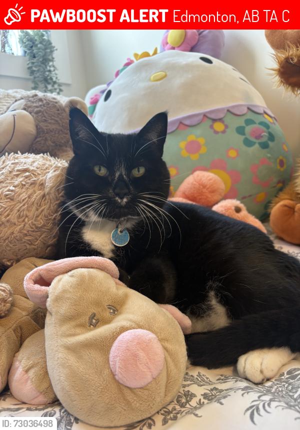 Lost Female Cat last seen Argyll centre, Edmonton, AB T6A 3C2