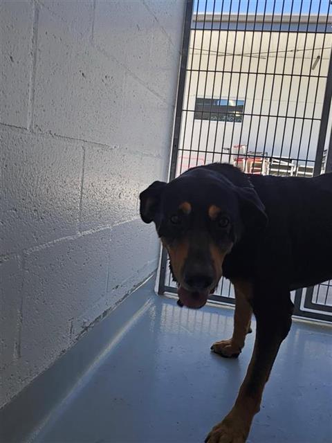 Shelter Stray Male Dog last seen Near BLOCK W PINEDALE AVE, FRESNO CA 93722 3406, 5277 E Airways Blvd, Fresno, CA 93727, USA