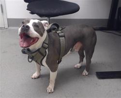 Shelter Stray Male Dog last seen HOWARD X 11TH, 1419 Bryant St, San Francisco, CA 94103, USA