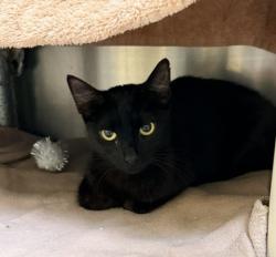Shelter Stray Female Cat last seen KNOB HILL, 1590 Fortmann Way, Alameda, CA 94501, USA