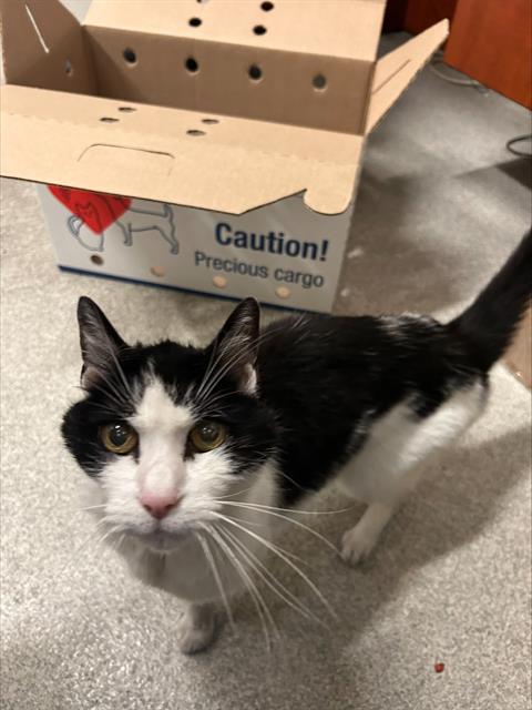 Shelter Stray Male Cat last seen Near BLOCK OF BROADWAY, 1590 Fortmann Way, Alameda, CA 94501, USA