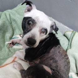 Shelter Stray Male Dog last seen , 1590 Fortmann Way, Alameda, CA 94501, USA