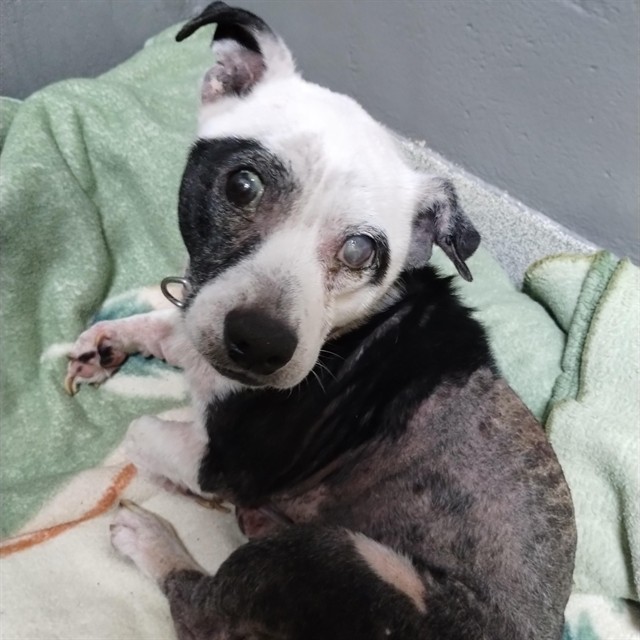 Shelter Stray Male Dog last seen , 1590 Fortmann Way, Alameda, CA 94501, USA