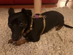 Reunited Female Dog last seen Park Drive between Duane Street and Academy Drive, Los Angeles, CA 90012