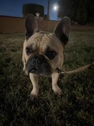 Reunited Male Dog last seen Montesano avenue , Hacienda Heights, CA 91745