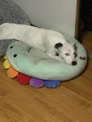 Reunited Female Dog last seen Arlington & 42nd, Los Angeles, CA 90008