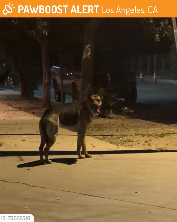 Found/Stray Unknown Dog last seen Gloria Ave and Gault st, Los Angeles, CA 91406