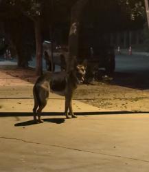 Found/Stray Unknown Dog last seen Gloria Ave and Gault st, Los Angeles, CA 91406
