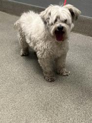 Shelter Stray Male Dog last seen Near BLOCK SHALE VALLEY ST, LAS VEGAS NV 89123, 655 N Mojave Rd, Las Vegas, NV 89101, USA