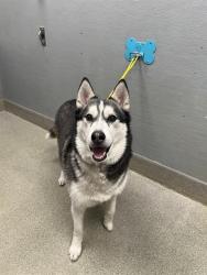 Shelter Stray Male Dog last seen Near BLOCK SCENIC WAY, LAS VEGAS NV 89108, 655 N Mojave Rd, Las Vegas, NV 89101, USA