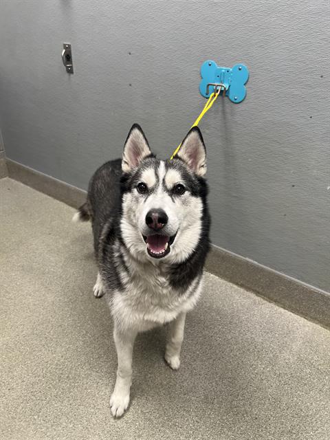 Shelter Stray Male Dog last seen Near BLOCK SCENIC WAY, LAS VEGAS NV 89108, 655 N Mojave Rd, Las Vegas, NV 89101, USA