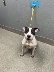 Shelter Stray Male Dog last seen N LAS VEGAS BLVD & E CHEYENNE AVE, 655 N Mojave Rd, Las Vegas, NV 89101, USA