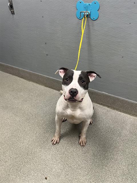 Shelter Stray Male Dog last seen N LAS VEGAS BLVD & E CHEYENNE AVE, 655 N Mojave Rd, Las Vegas, NV 89101, USA