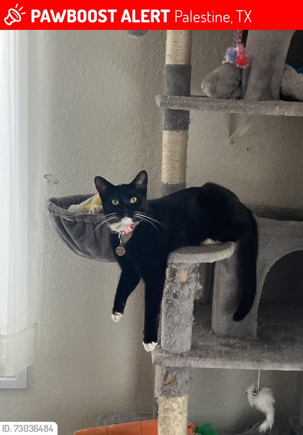 Lost Female Cat last seen Off Park and Lamar across the street from Reagan Park, Palestine, TX 75801