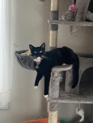 Lost Female Cat last seen Off Park and Lamar across the street from Reagan Park, Palestine, TX 75801