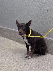 Shelter Stray Female Dog last seen RAINBOW AND RUSSELL, 655 N Mojave Rd, Las Vegas, NV 89101, USA