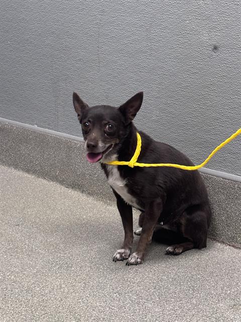 Shelter Stray Female Dog last seen RAINBOW AND RUSSELL, 655 N Mojave Rd, Las Vegas, NV 89101, USA