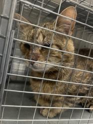Shelter Stray Male Cat last seen Near BLOCK ROYALHILL AVE, LAS VEGAS NV 89121, 655 N Mojave Rd, Las Vegas, NV 89101, USA