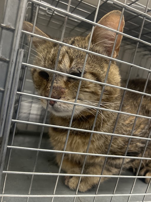 Shelter Stray Male Cat last seen Near BLOCK ROYALHILL AVE, LAS VEGAS NV 89121, 655 N Mojave Rd, Las Vegas, NV 89101, USA