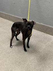 Shelter Stray Male Dog last seen N HOLLYWOOD BLVD & E CAREY AVE, 655 N Mojave Rd, Las Vegas, NV 89101, USA