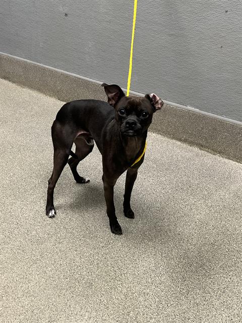 Shelter Stray Male Dog last seen N HOLLYWOOD BLVD & E CAREY AVE, 655 N Mojave Rd, Las Vegas, NV 89101, USA