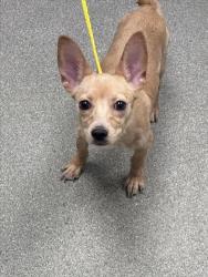 Shelter Stray Male Dog last seen Near BLOCK BASSLER ST, NORTH LAS VEGAS NV 89030, 655 N Mojave Rd, Las Vegas, NV 89101, USA