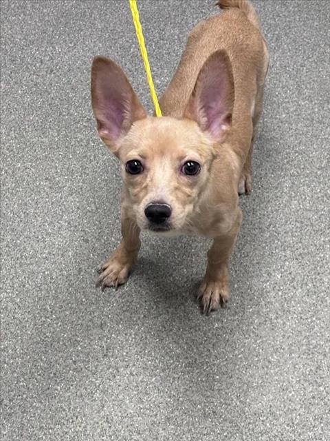 Shelter Stray Male Dog last seen Near BLOCK BASSLER ST, NORTH LAS VEGAS NV 89030, 655 N Mojave Rd, Las Vegas, NV 89101, USA