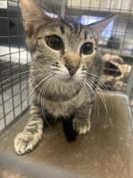 Shelter Stray Female Cat last seen Near BLOCK GRATEFULNESS CT, NORTH LAS VEGAS NV 89032, 655 N Mojave Rd, Las Vegas, NV 89101, USA