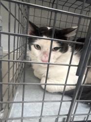 Shelter Stray Male Cat last seen Near BLOCK  BLOCK SEARCHLIGHT DR, 655 N Mojave Rd, Las Vegas, NV 89101, USA