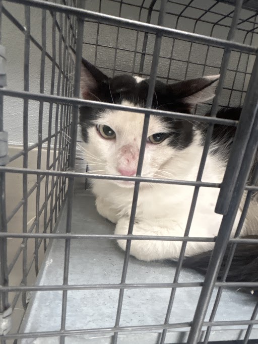 Shelter Stray Male Cat last seen Near BLOCK  BLOCK SEARCHLIGHT DR, 655 N Mojave Rd, Las Vegas, NV 89101, USA