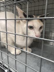 Shelter Stray Female Cat last seen Near BLOCK  BLOCK SEARCHLIGHT DR, 655 N Mojave Rd, Las Vegas, NV 89101, USA