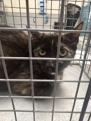 Shelter Stray Female Cat last seen Near BLOCK  BLOCK SEARCHLIGHT DR, 655 N Mojave Rd, Las Vegas, NV 89101, USA
