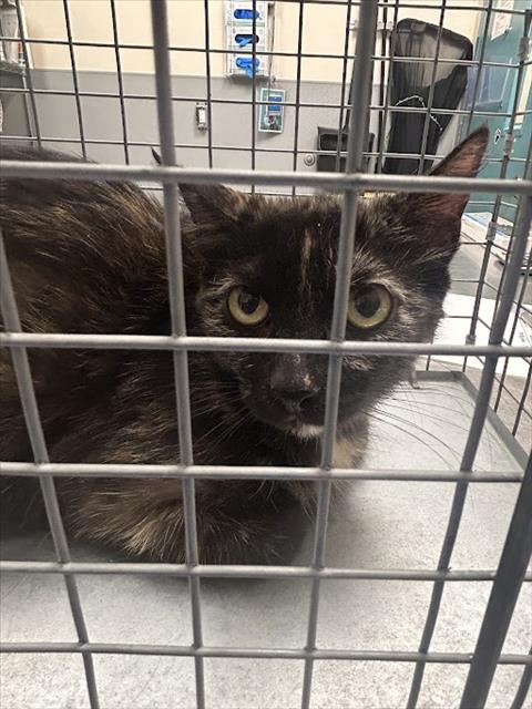 Shelter Stray Female Cat last seen Near BLOCK  BLOCK SEARCHLIGHT DR, 655 N Mojave Rd, Las Vegas, NV 89101, USA