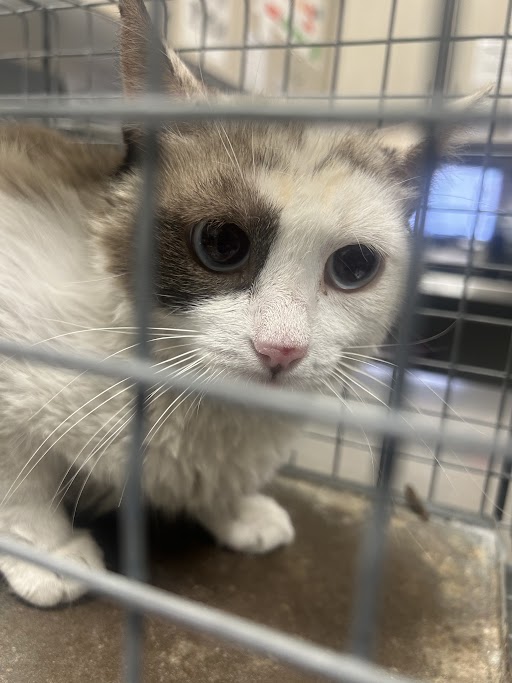 Shelter Stray Female Cat last seen , 655 N Mojave Rd, Las Vegas, NV 89101, USA