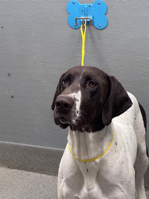 Shelter Stray Male Dog last seen Near BLOCK N CIMARRON RD, LAS VEGAS NV 89131, 655 N Mojave Rd, Las Vegas, NV 89101, USA