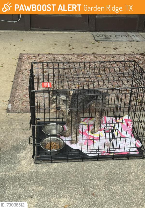 Found/Stray Male Dog last seen Garden ridge, Garden Ridge, TX 78266