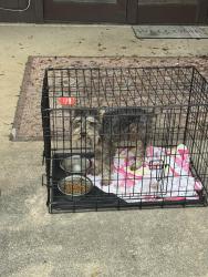 Found/Stray Male Dog last seen Garden ridge, Garden Ridge, TX 78266