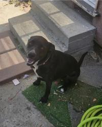 Reunited Female Dog last seen Near Pico Vista Rd, Pico Rivera, CA 90660, USA, Pico Rivera, CA 90660
